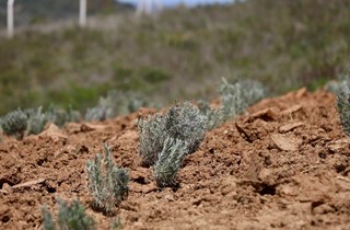 Gemlik Belediyesi Lavanta Bahçesi Kuruyor